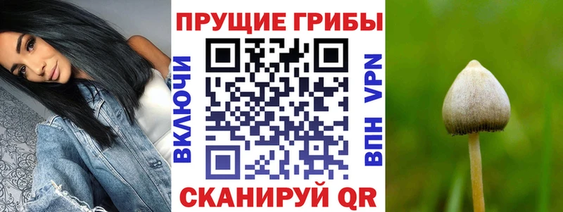 Псилоцибиновые грибы Cubensis  Купить где  Петровск-Забайкальский 